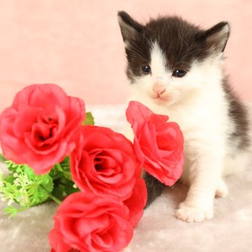 ノルウェージャンフォレストキャット【東京都・男の子・2024年2月8日・ブラック&ホワイト（美しくやわらかい被毛です。）】の写真「元気いっぱい！人懐っこい子猫です。」
